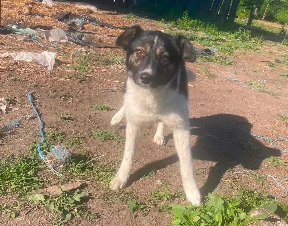 Emma, tricolor female 4yo Mixed Breed for adoption at Waisenhunde e.V., Wöllstadt