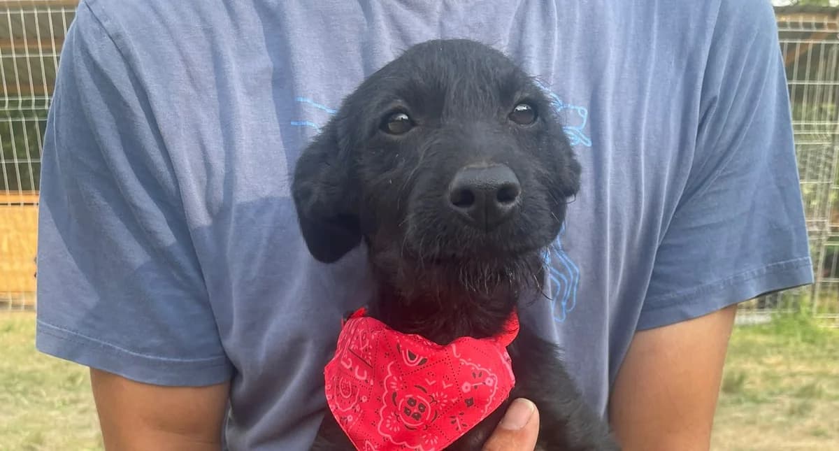 Tilla, schwarz female puppy Mixed Breed for adoption at Waisenhunde e.V., Wöllstadt
