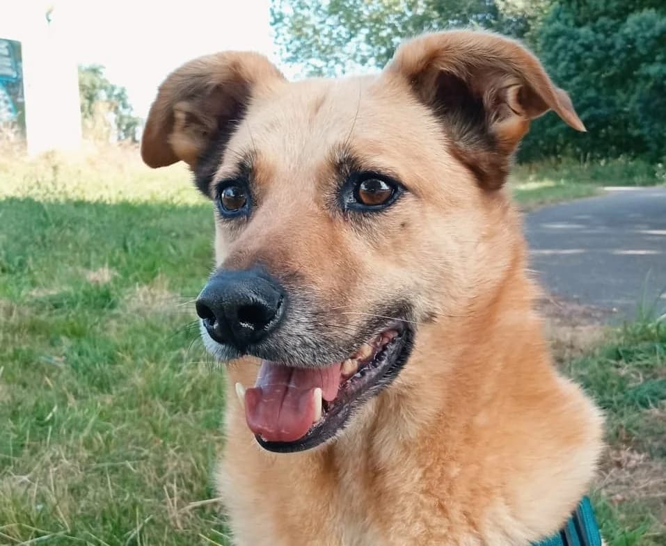 Froilan, hellbraun male senior Mixed Breed for adoption at Waisenhunde e.V., Wöllstadt