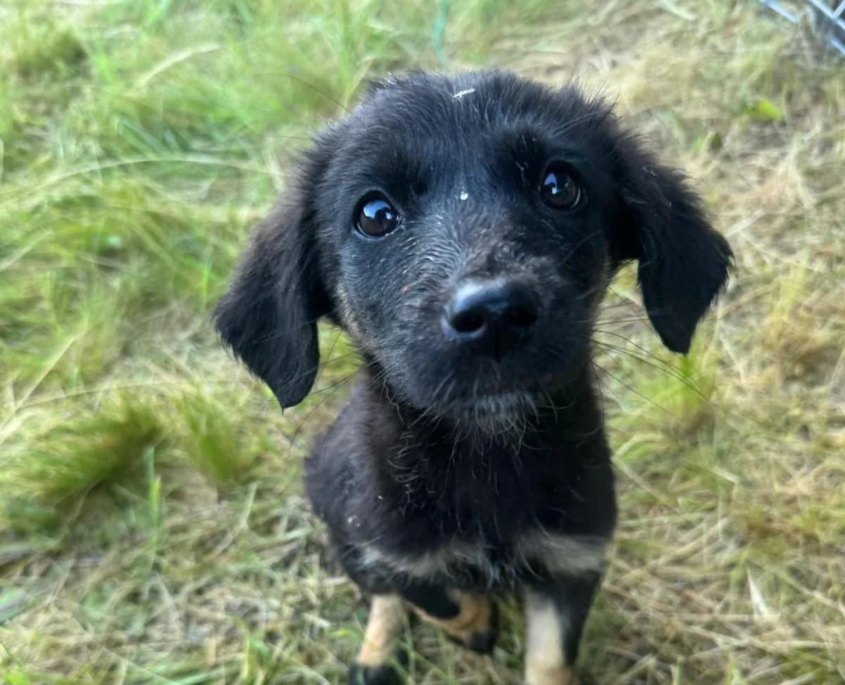Hermine, schwarz-braun female puppy Mixed Breed for adoption at Waisenhunde e.V., Wöllstadt