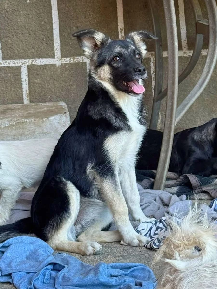 Jule, schwarz-braun-weiß female puppy Mixed Breed for adoption at Waisenhunde e.V., Wöllstadt