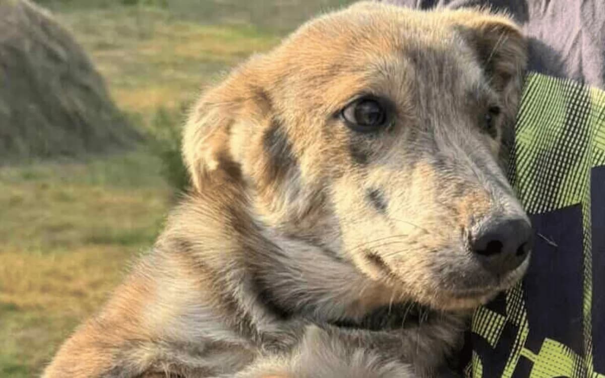Strolch, grau-braun male puppy Mixed Breed for adoption at Waisenhunde e.V., Wöllstadt
