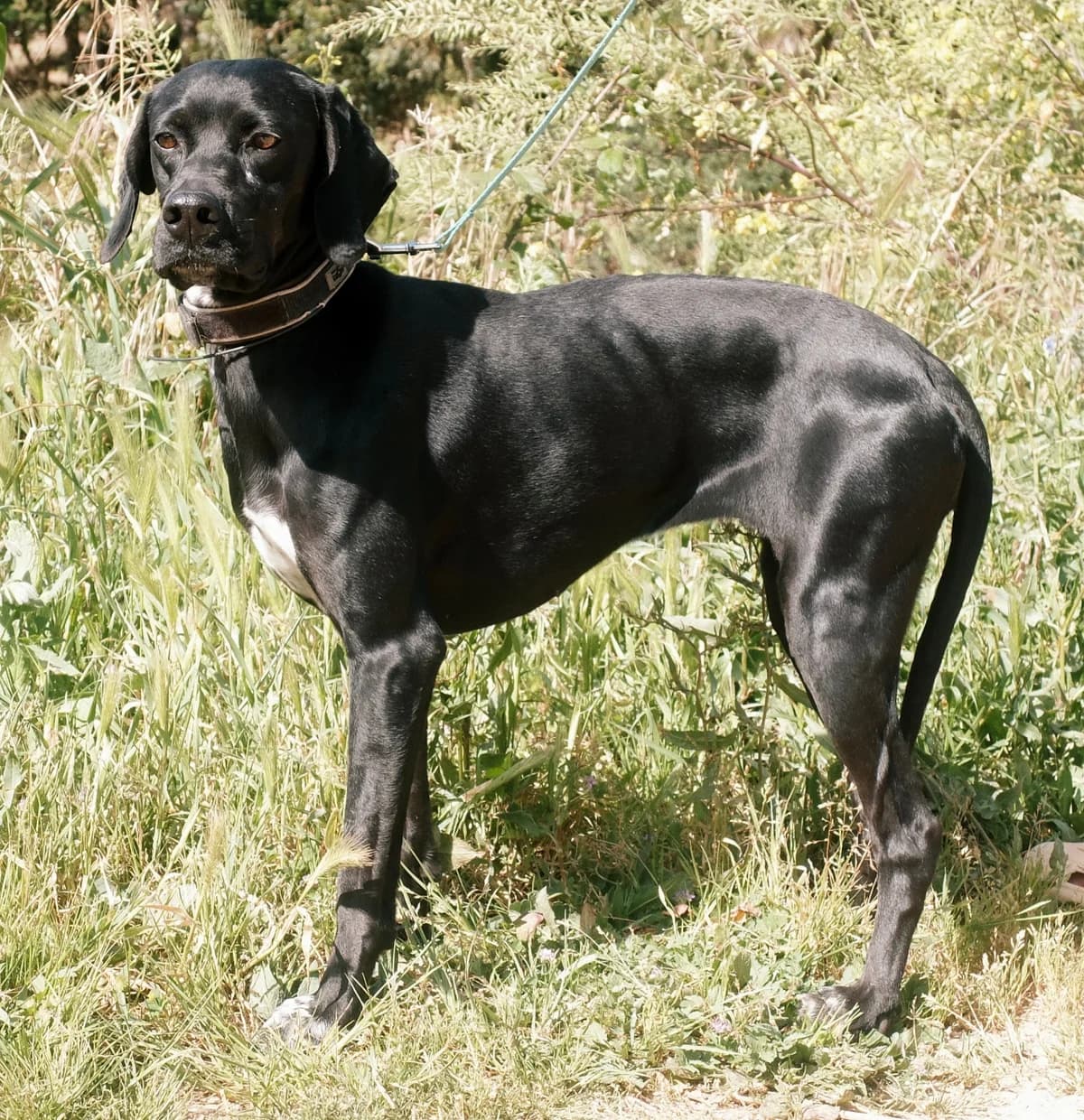 Nyna, schwarz mit weißes Abzeichen female 3yo Pointer for adoption at Waisenhunde e.V., Wöllstadt