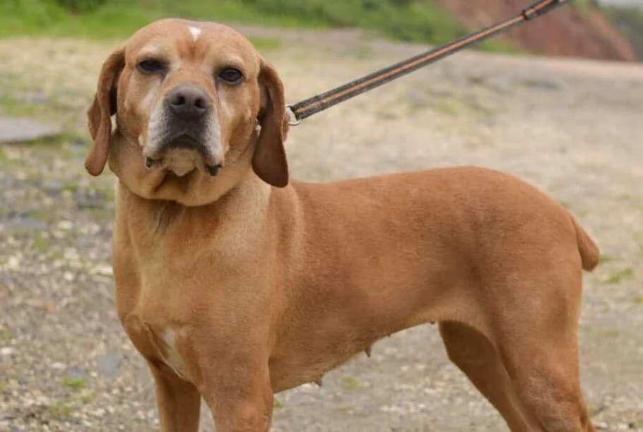 Miura, hellbraun female young mixed breed for adoption at Waisenhunde e.V., Wöllstadt