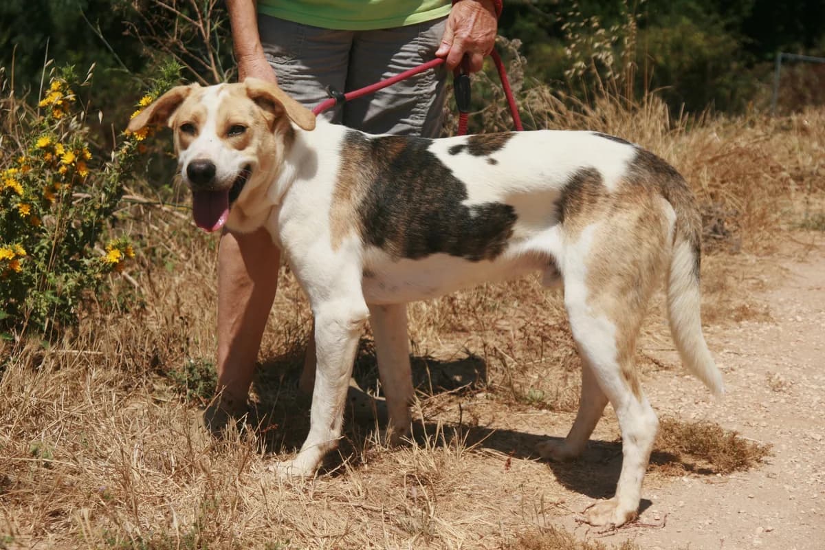 Pascale, tricolor male young Mixed Breed for adoption at Waisenhunde e.V., Wöllstadt