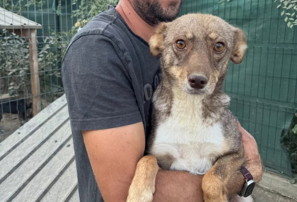 Nala, beige female 5yo Mixed Breed for adoption at Waisenhunde e.V., Wöllstadt