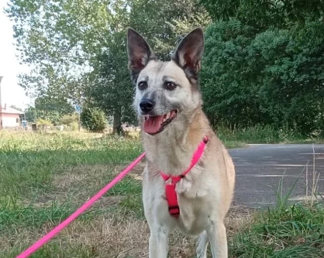 Leonor, hellgrau female senior Mixed Breed for adoption at Waisenhunde e.V., Wöllstadt
