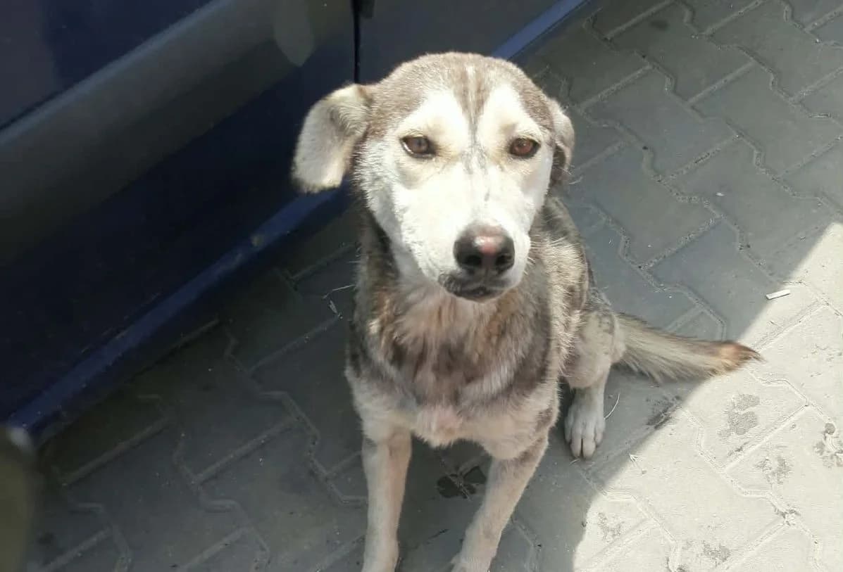 Wilma, grau-braun female young Mixed Breed for adoption at Waisenhunde e.V., Wöllstadt