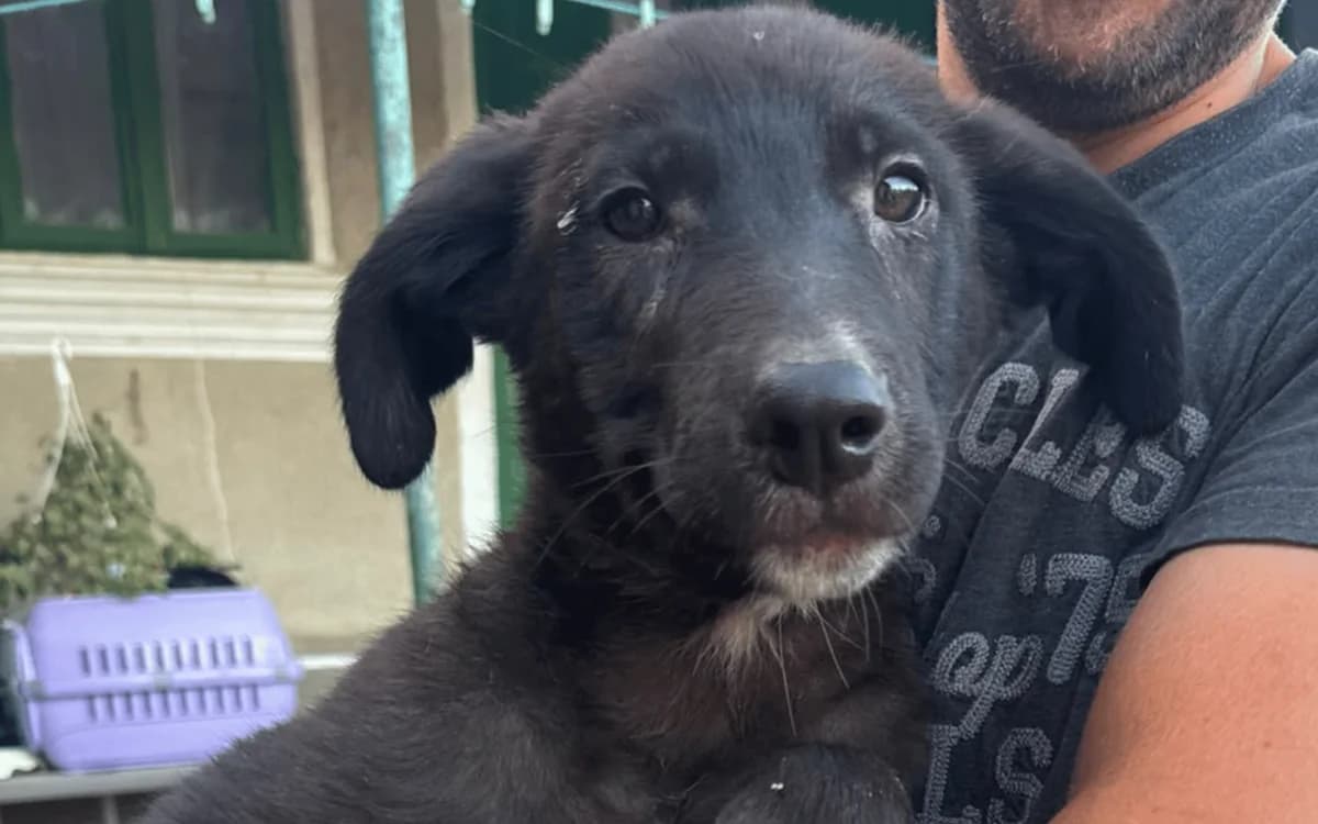 Cooper, schwarz/weiß male puppy Mixed Breed for adoption at Waisenhunde e.V., Wöllstadt