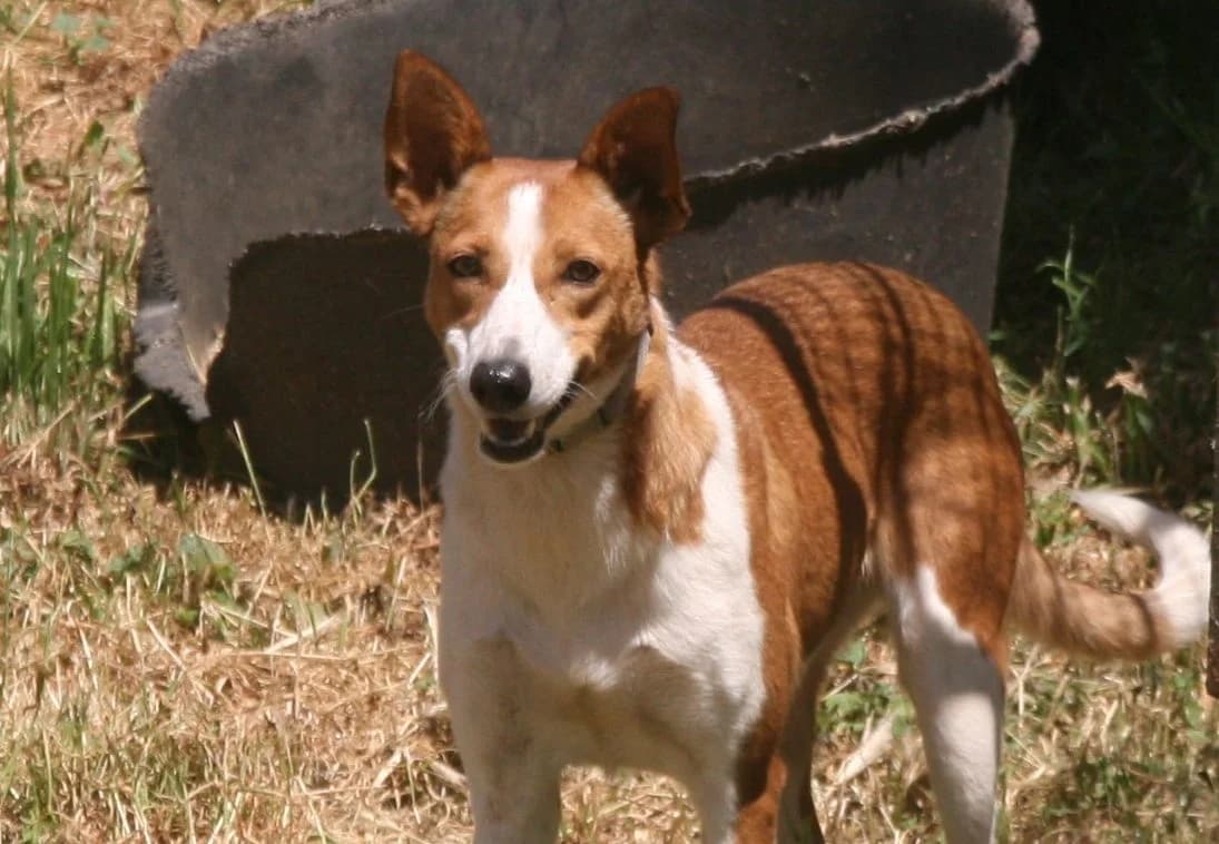 Berta, rot/weiß female 3yo Podenco for adoption at Waisenhunde e.V., Wöllstadt