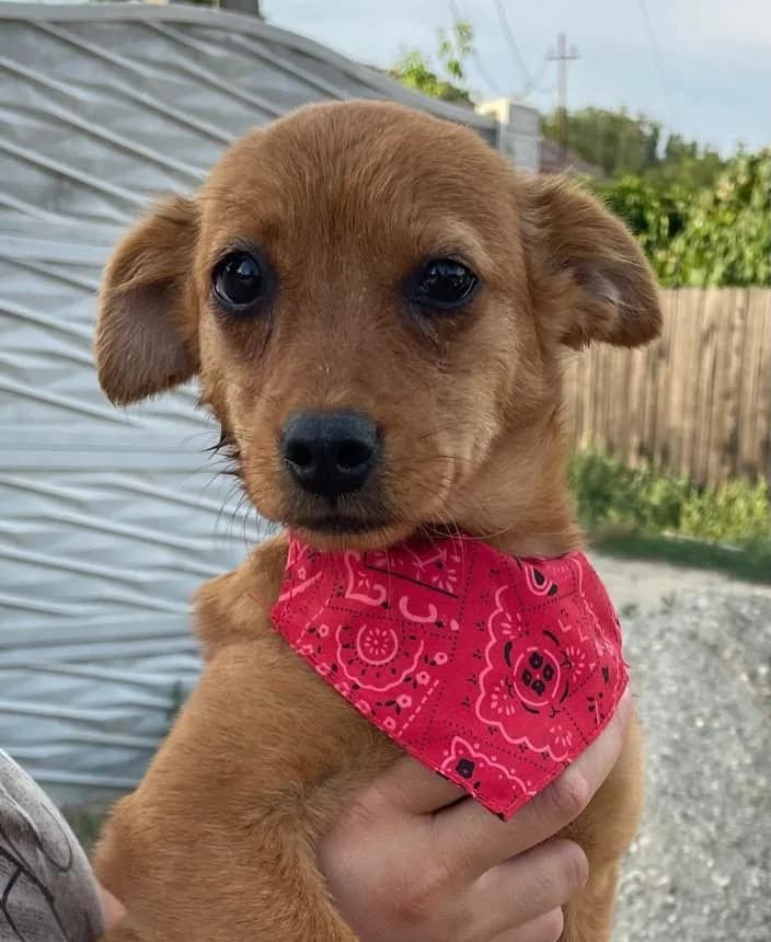 Maya, braun female puppy Mixed Breed for adoption at Waisenhunde e.V., Wöllstadt