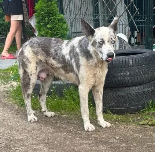 Nova, weiß mit schwarz female senior Mixed Breed for adoption at Waisenhunde e.V., Wöllstadt