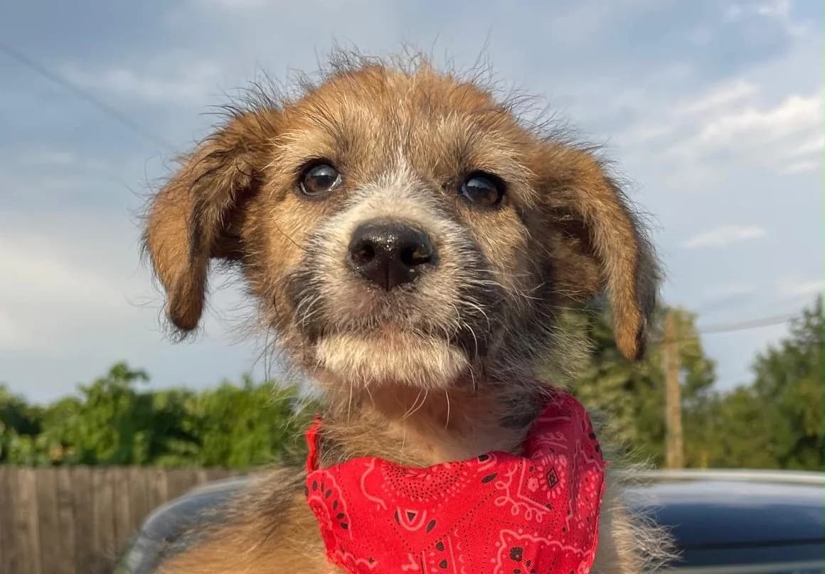 Bella, braun-weiß-schwarz female puppy Mixed Breed for adoption at Waisenhunde e.V., Wöllstadt
