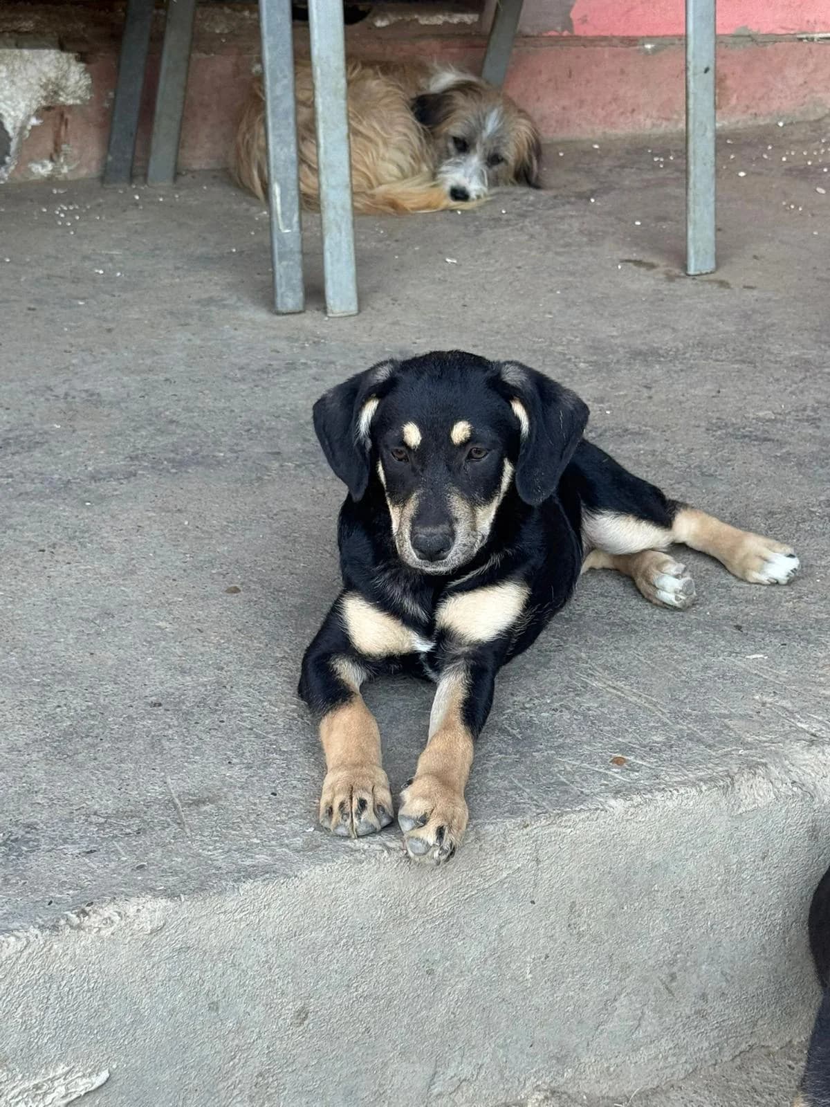 Trixie, schwarz-braun female puppy Mixed Breed for adoption at Waisenhunde e.V., Wöllstadt