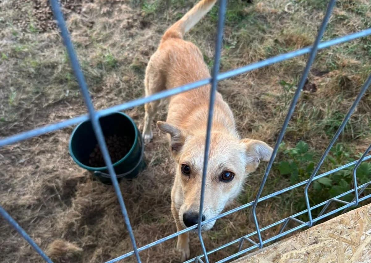 Sorina, blond female 3yo Mixed Breed for adoption at Waisenhunde e.V., Wöllstadt
