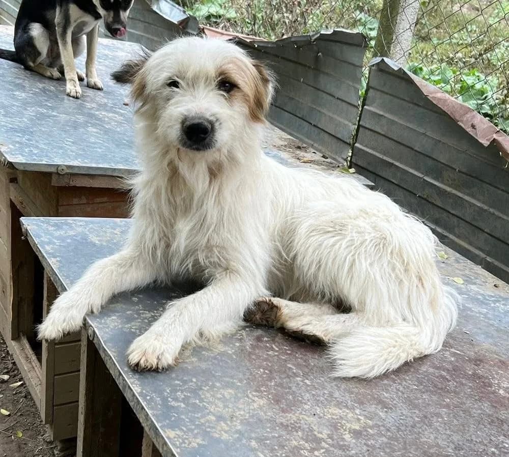 Chuck, weiß-beige male young Mixed Breed for adoption at Waisenhunde e.V., Wöllstadt