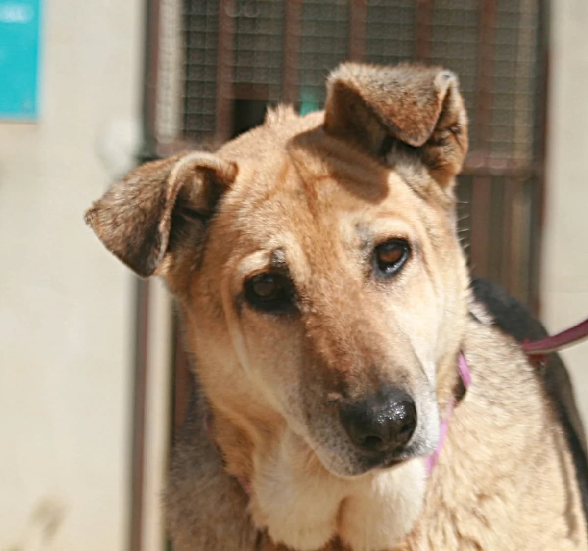 Ama, weiß-braun-schwarz female senior German Shepherd for adoption at Waisenhunde e.V., Wöllstadt