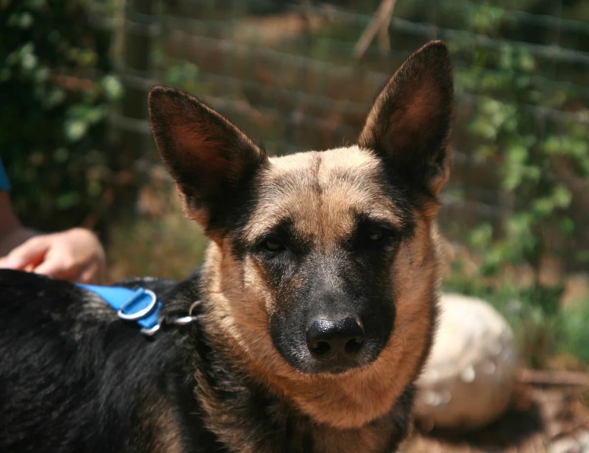 Wila, schwarz/braun female 4yo German Shepherd for adoption at Waisenhunde e.V., Wöllstadt
