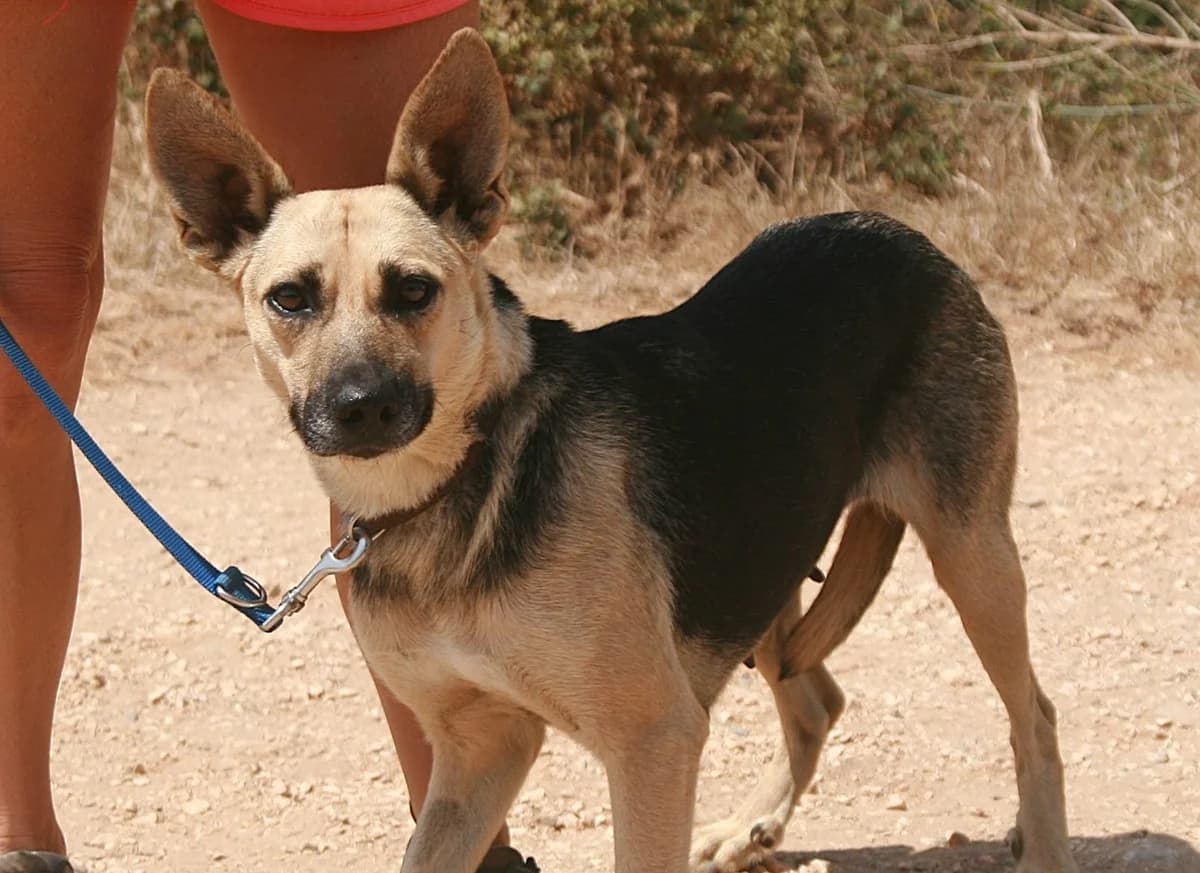 Kicka, schwarz/braun female 3yo German Shepherd for adoption at Waisenhunde e.V., Wöllstadt