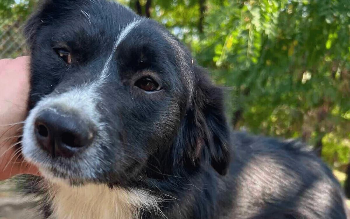 Leonardo, schwarz-weiß male young Border Collie for adoption at Waisenhunde e.V., Wöllstadt