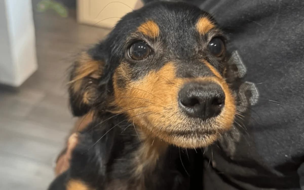 Bodo, schwarz-braun male puppy Dachshund for adoption at Waisenhunde e.V., Wöllstadt