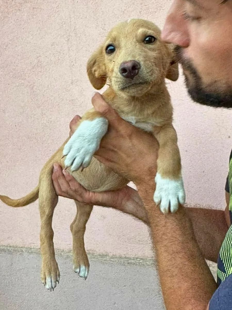 Max, beige mit weißen Pfoten male puppy Mixed Breed for adoption at Waisenhunde e.V., Wöllstadt