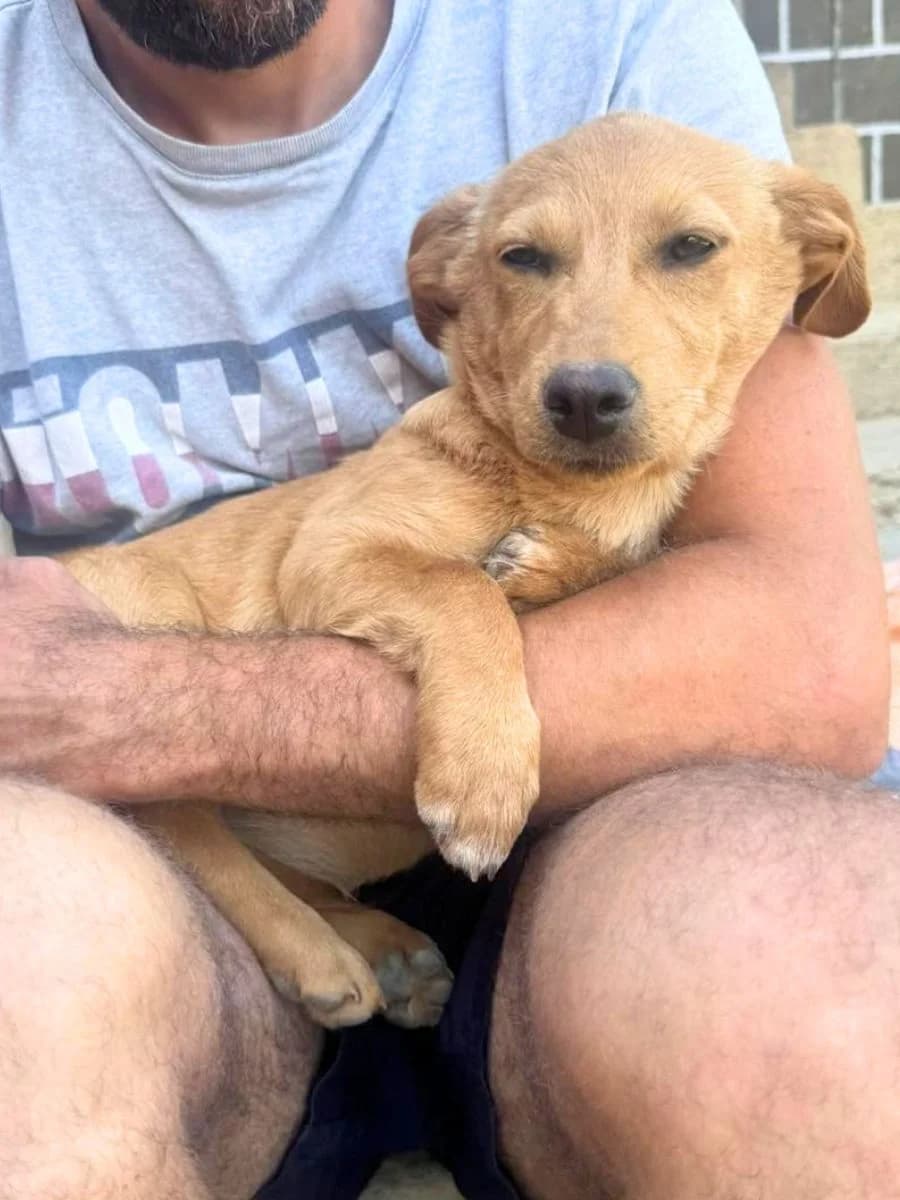 Mila, beige female puppy Mixed Breed for adoption at Waisenhunde e.V., Wöllstadt