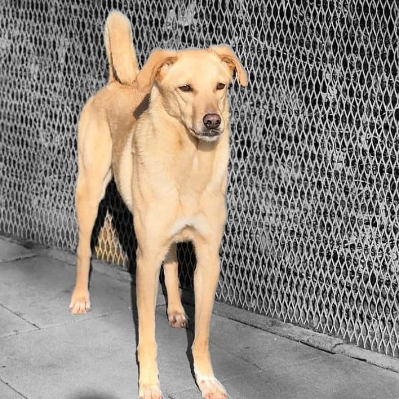 Nino, male 3yo Mixed Breed for adoption at Name, Kassel