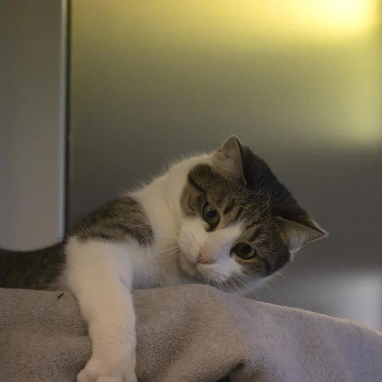 Kenai, male 4yo European Shorthair for adoption at Name, Kassel