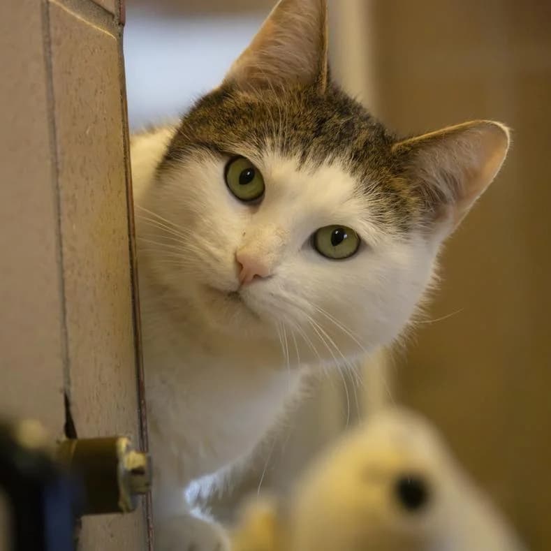 Koda, male 4yo European Shorthair for adoption at Name, Kassel