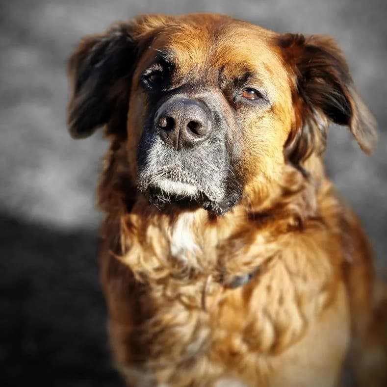 Oskar, male 5yo Mixed Breed for adoption at Name, Kassel
