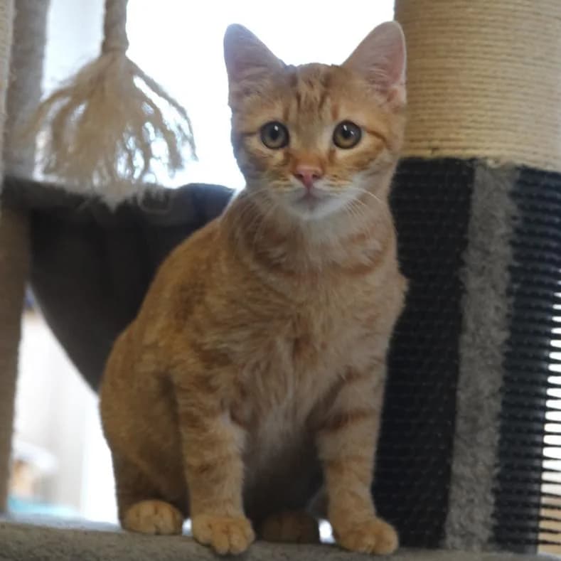 Nemo *zusammen mit Nick*, male puppy European Shorthair for adoption at Name, Kassel