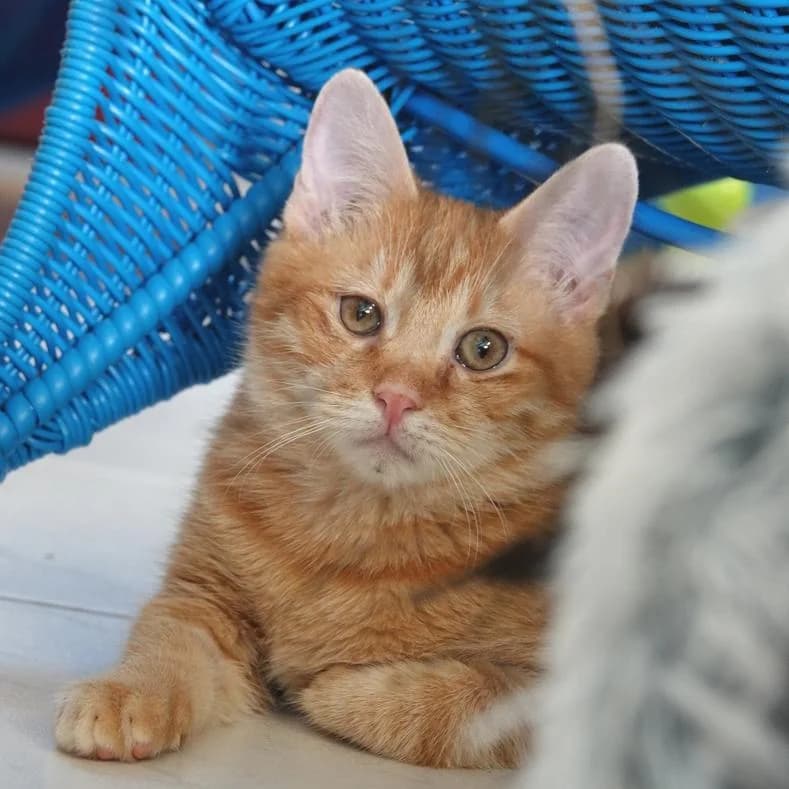Nick *Zusammen mit Nemo*, male puppy European Shorthair for adoption at Name, Kassel