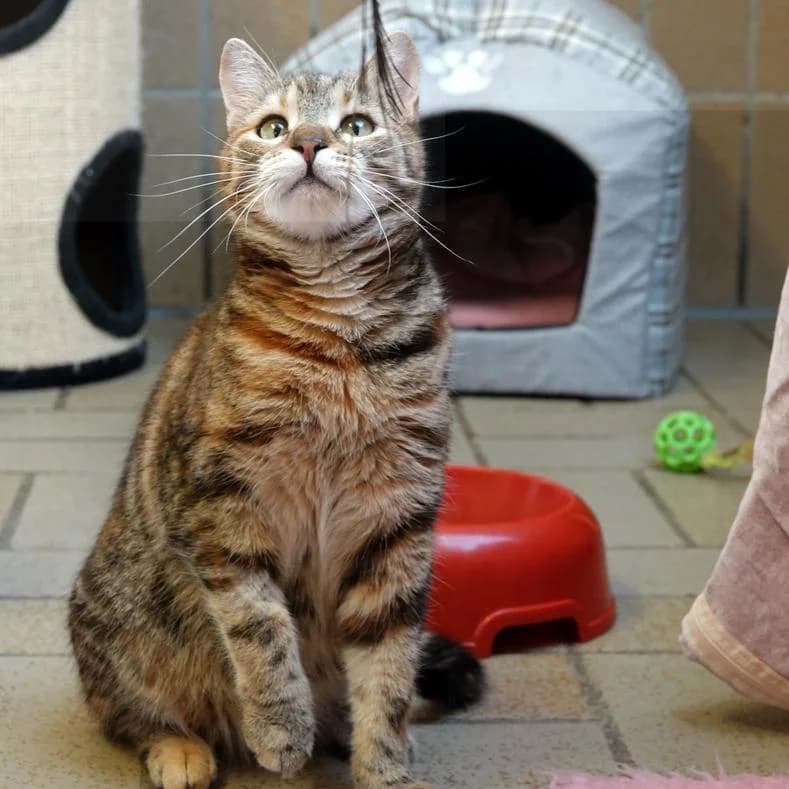 Pixie *nur zusammen mit Pamela*, female senior European Shorthair for adoption at Name, Kassel