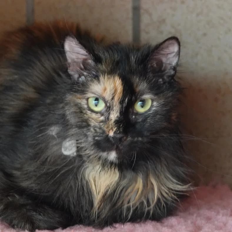 Pamela *nur zusammen mit Pixie*, female 5yo European Shorthair for adoption at Name, Kassel