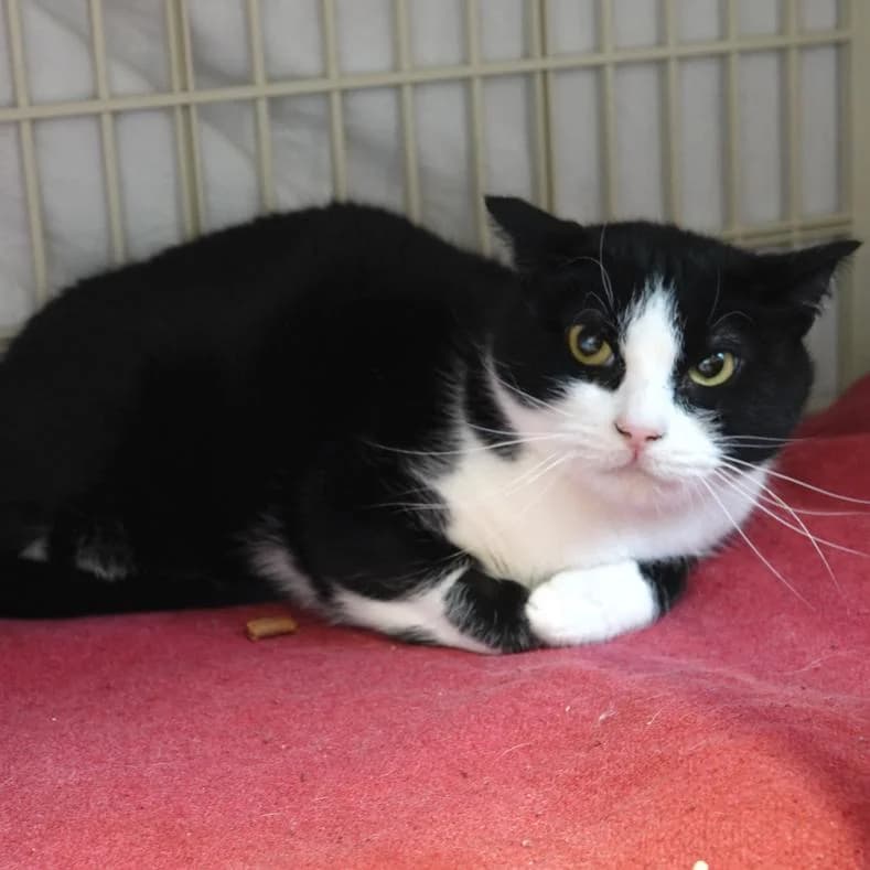 Pogo, male 7yo European Shorthair for adoption at Name, Kassel