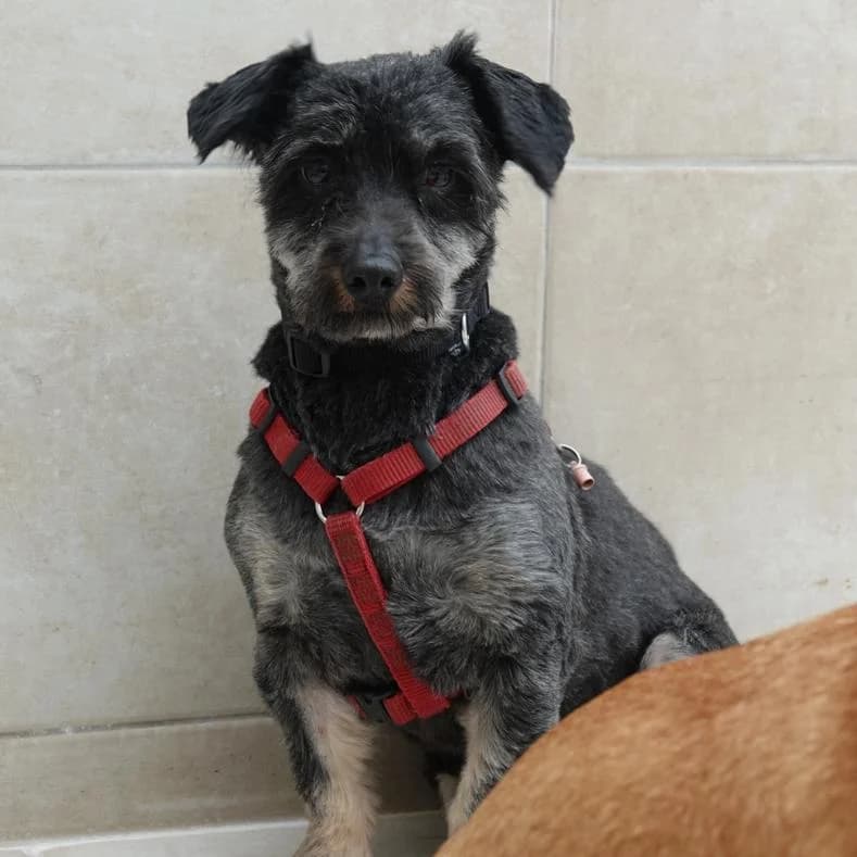 Pami, male 4yo Mixed Breed for adoption at Name, Kassel