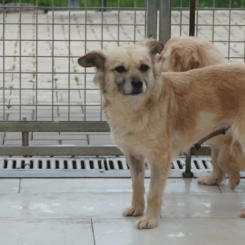 Marcella, female 7yo Mixed Breed for adoption at Name, Kassel