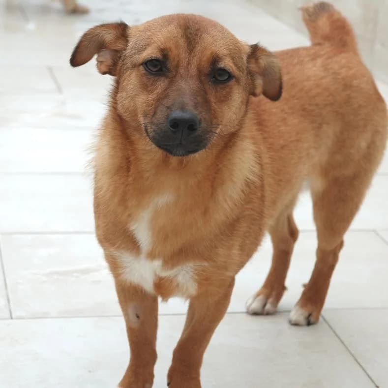 Medea, female young Mixed Breed for adoption at Name, Kassel