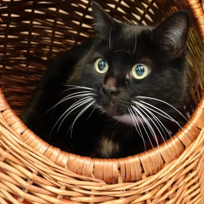 Helena, schwarz female young European Shorthair for adoption at Name, Kassel