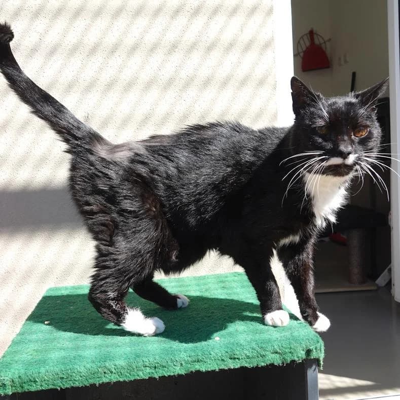 Tanita, female senior mixed breed for adoption at Name, Kassel