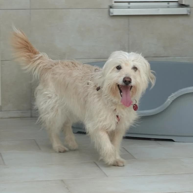 Tory, female senior Mixed Breed for adoption at Name, Kassel