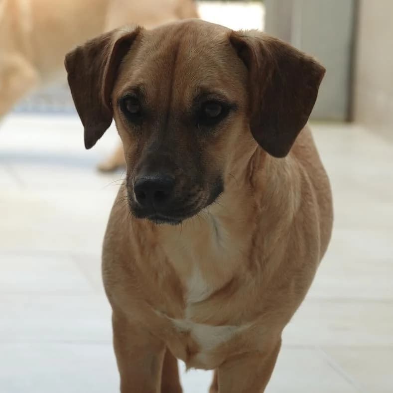 Dina, female puppy Mixed Breed for adoption at Name, Kassel