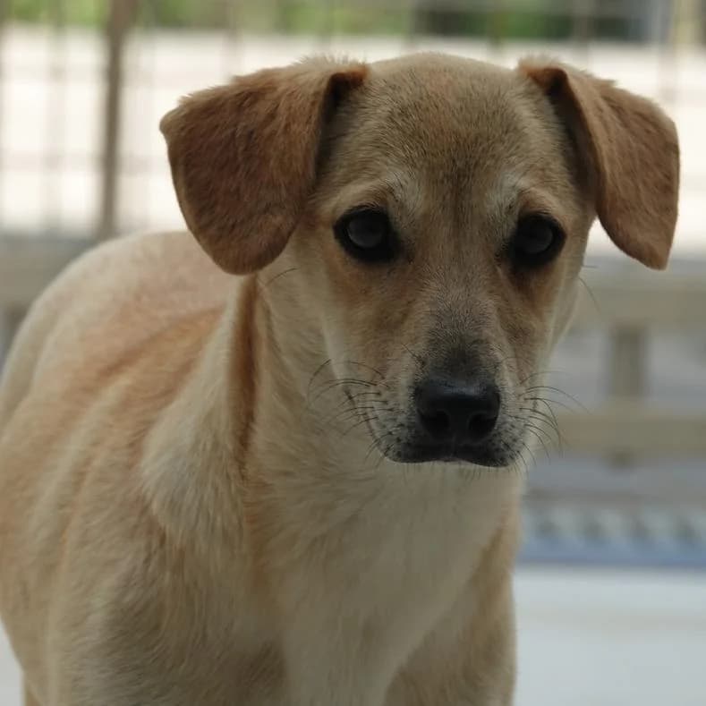 Daisy, female puppy Mixed Breed for adoption at Name, Kassel