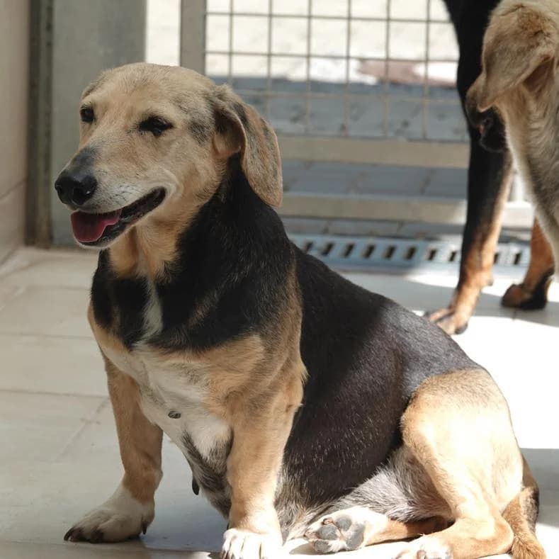 Jade, female senior Mixed Breed for adoption at Name, Kassel