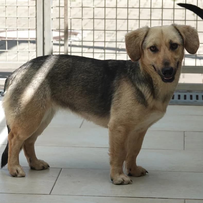 Jana, female young Mixed Breed for adoption at Name, Kassel