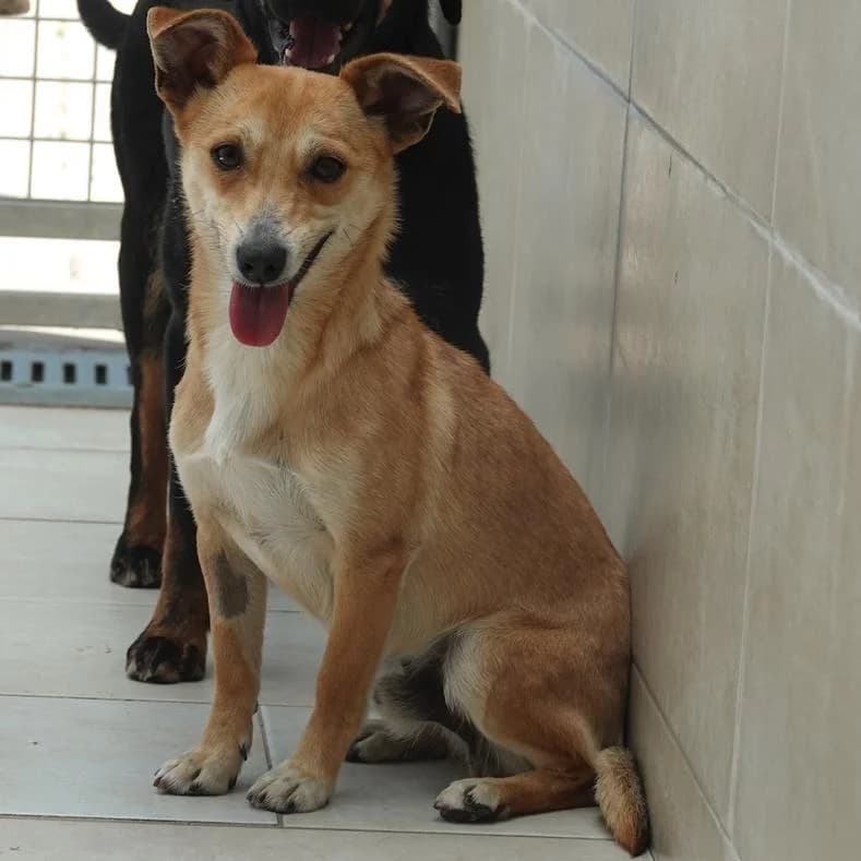 Jan, male young Mixed Breed for adoption at Name, Kassel