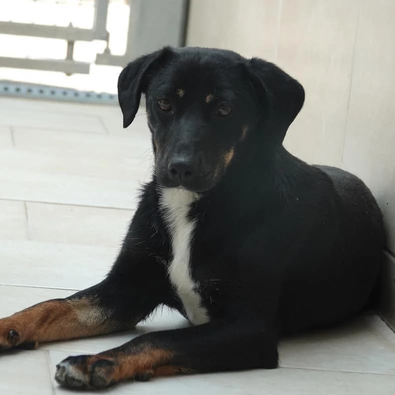 Jasmin, female puppy Mixed Breed for adoption at Name, Kassel