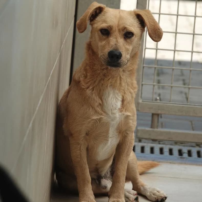 Bono, male young Mixed Breed for adoption at Name, Kassel