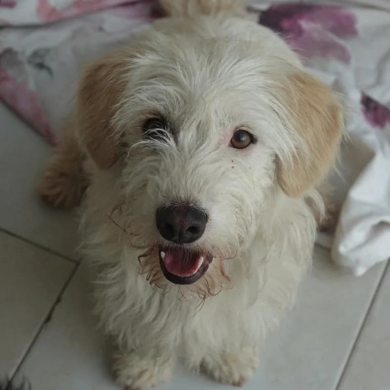 Hanna, female young Mixed Breed for adoption at Name, Kassel